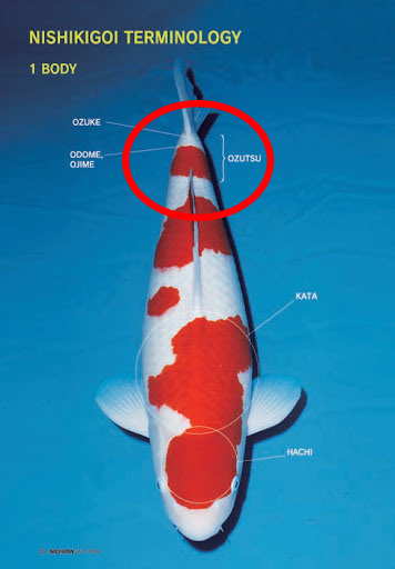 Berapa Meter Kedalaman Kolam Ikan Koi Yang Ideal?